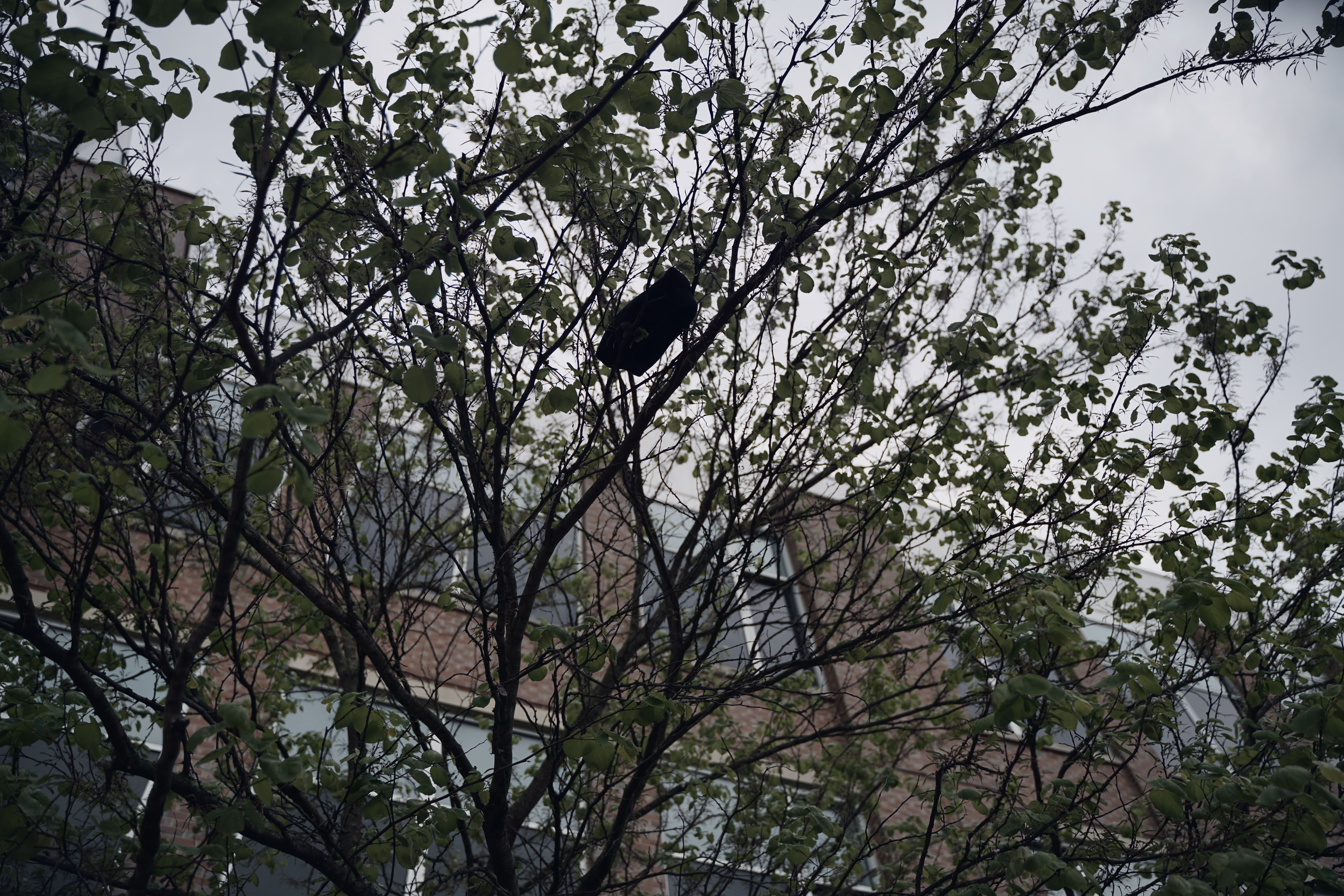 Black graduation cap caught among thin tree branches beneath a gray sky.