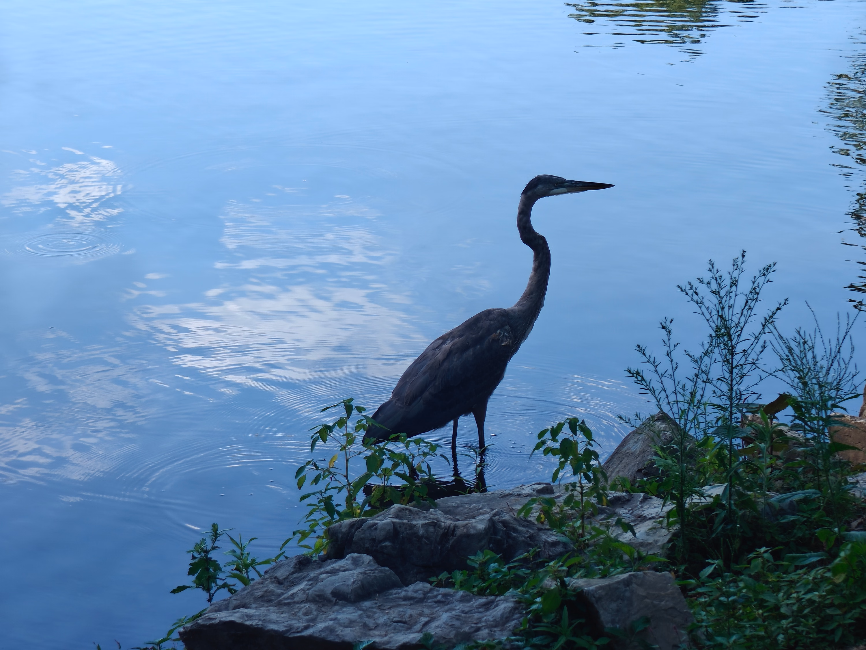 A great blue heron stands at the grassy edge of calm water near Hummelstown.