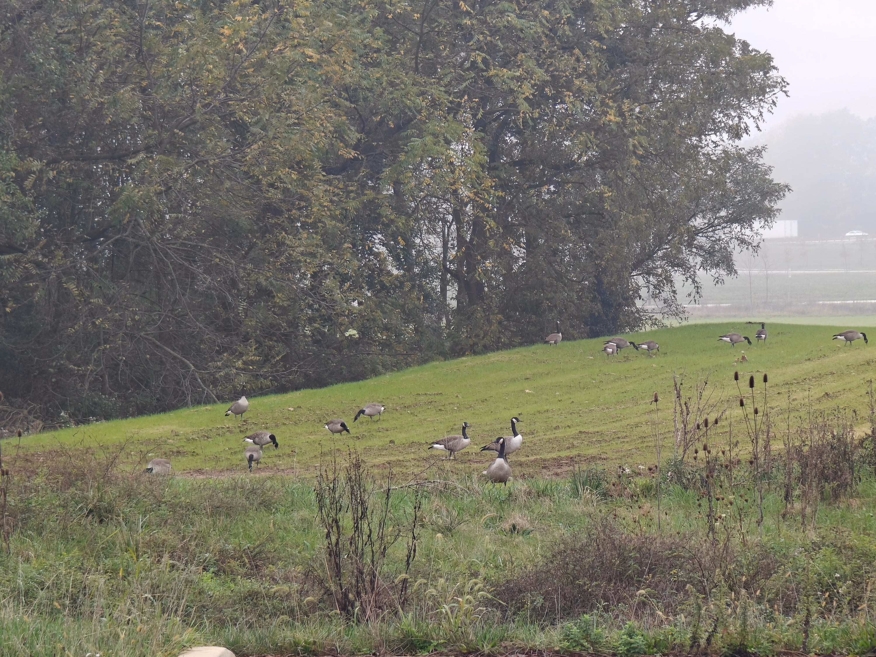 Canada geese graze on a foggy green hillside near Hummelstown.