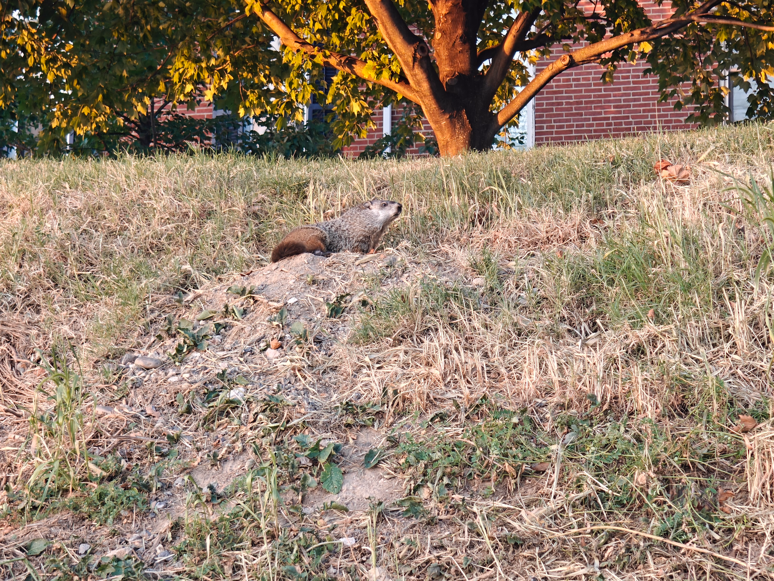 A groundhog sits upright on a grassy mound in a Harrisburg park.