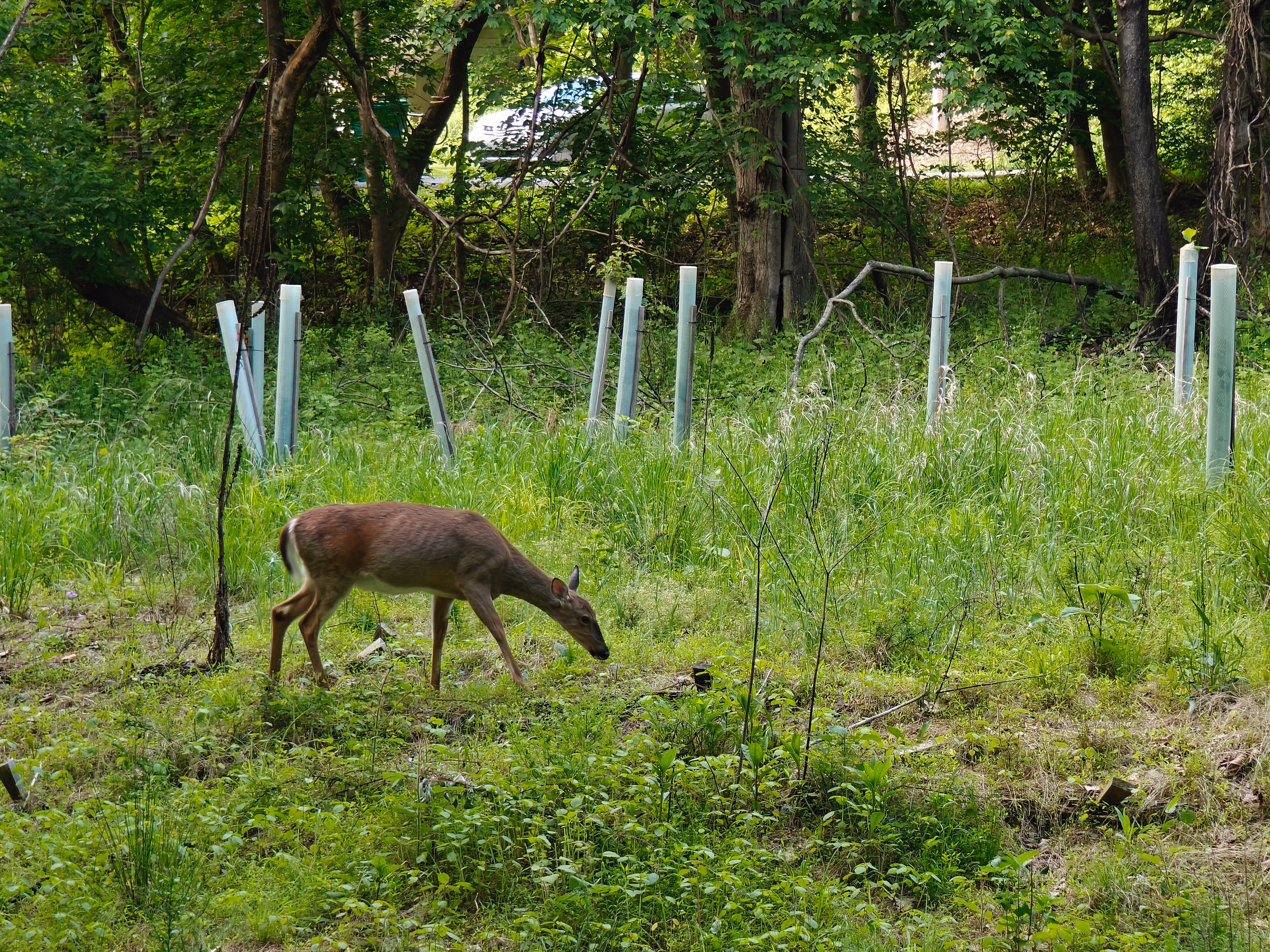 A deer grazes at the edge of a wooded lawn in Hummelstown.