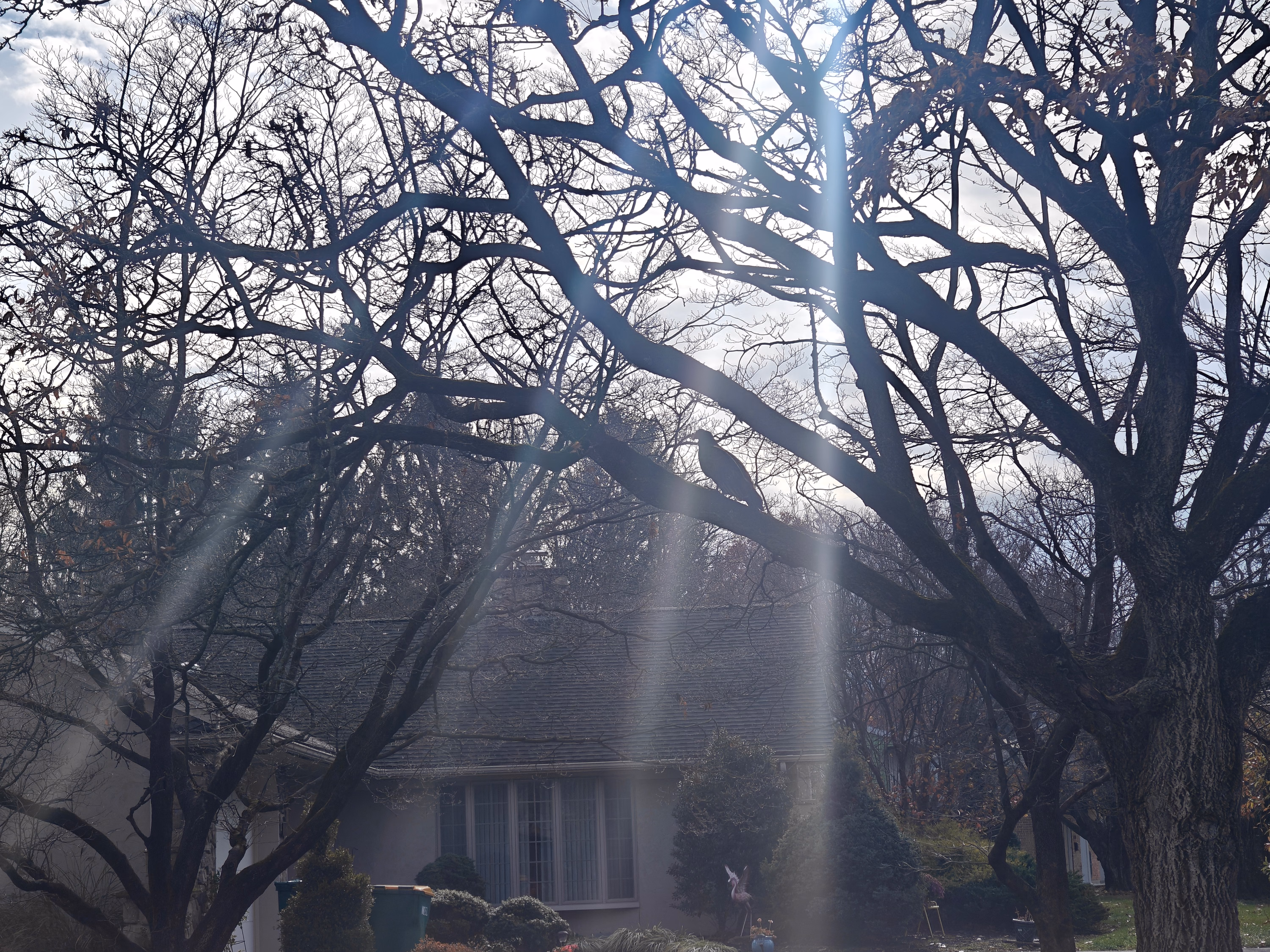 Winter sunlight and flare stream through bare trees in Hershey.