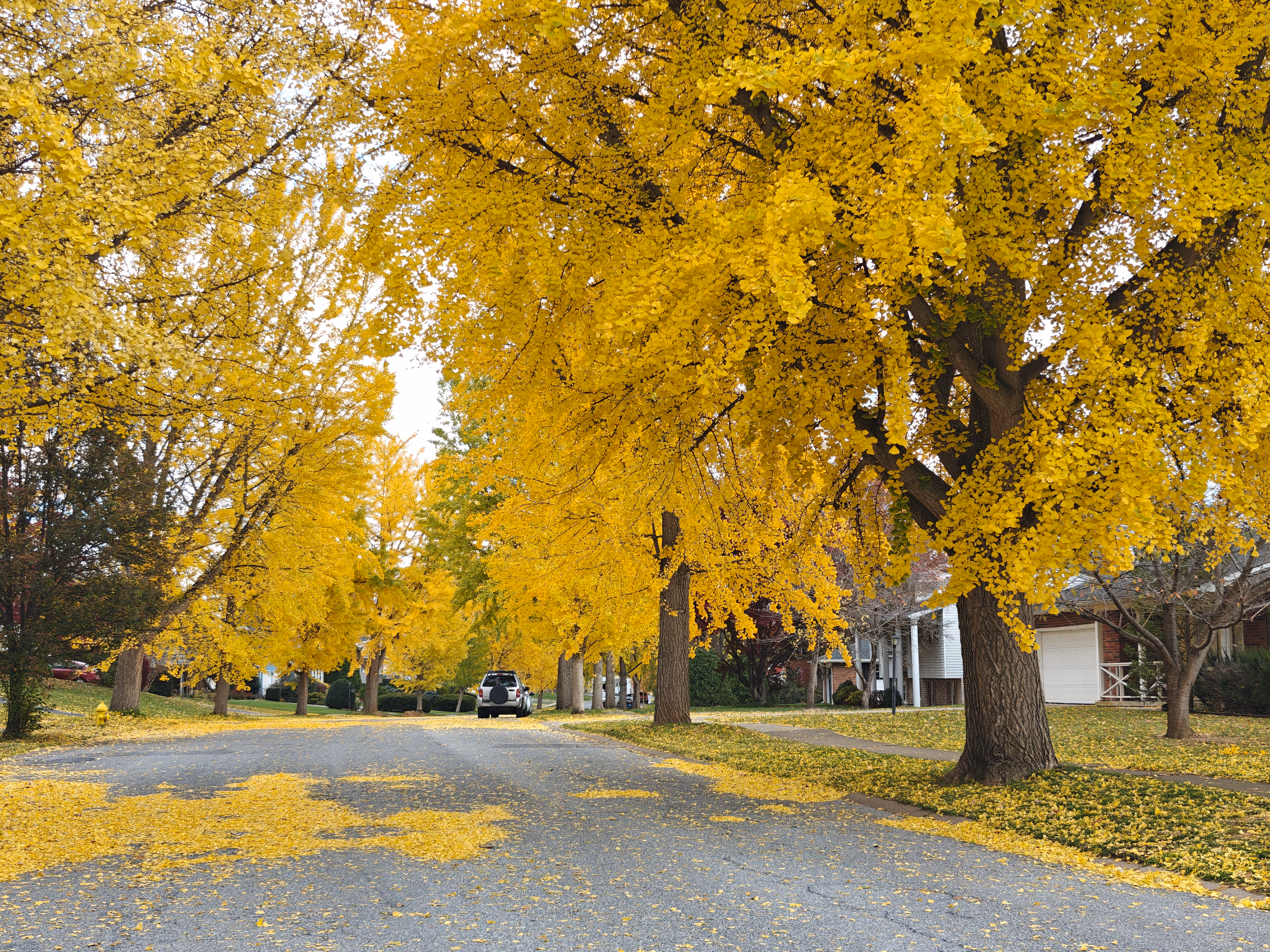 Golden ginkgo leaves fill the view above a residential street in Hershey.