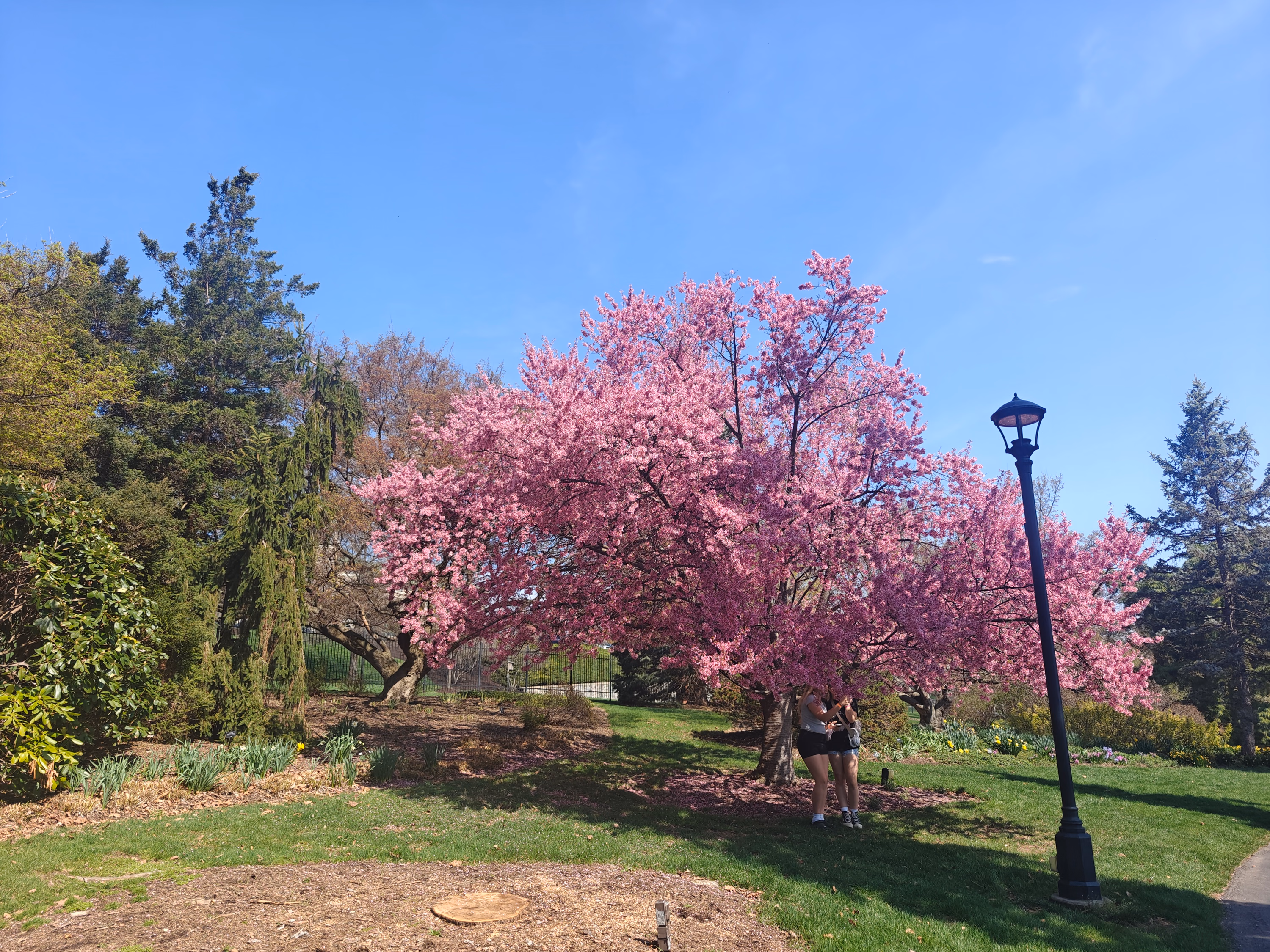 A vivid pink flowering tree stands beside a park path in Hershey.