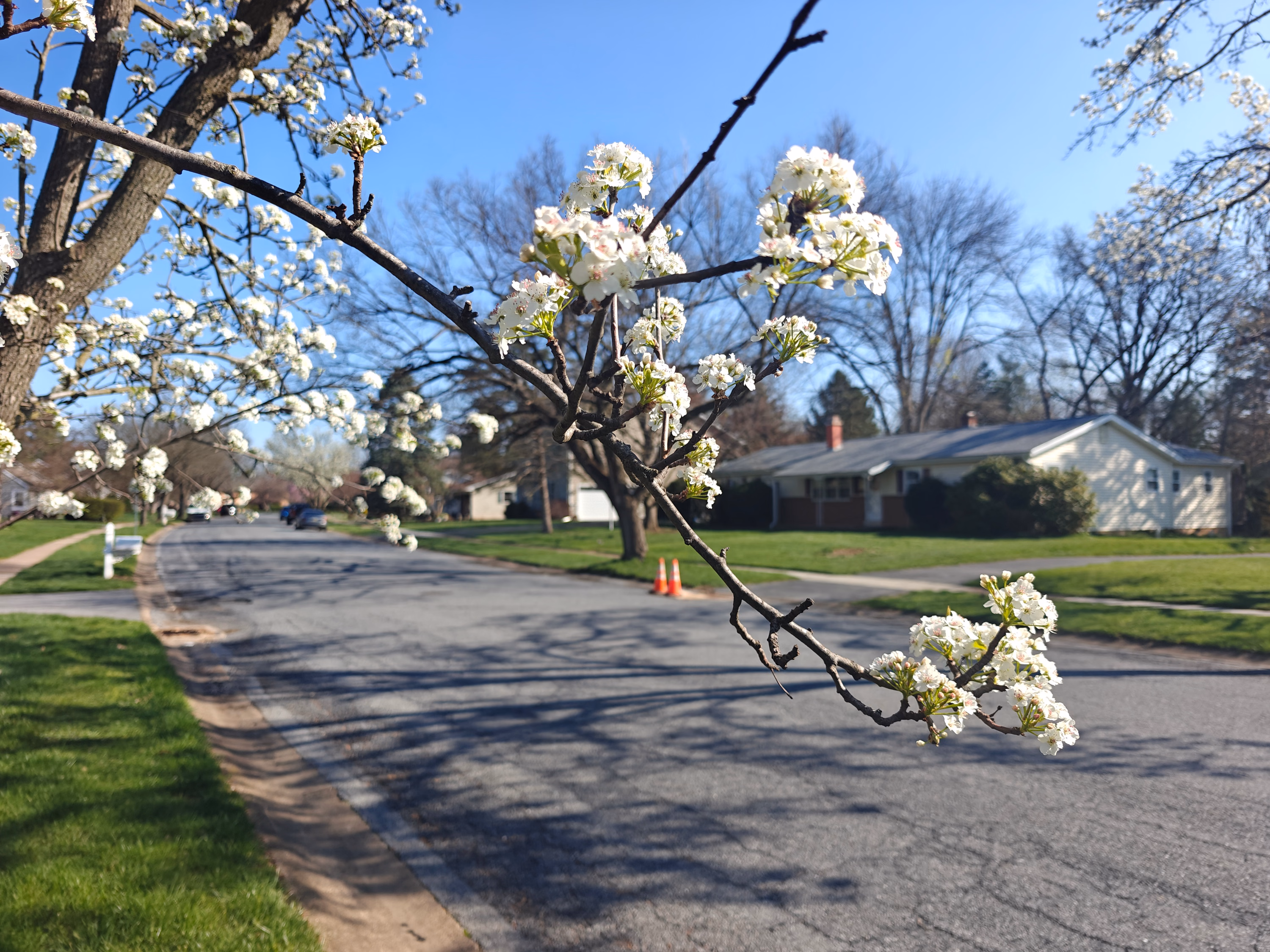 White blossoms frame a quiet residential street in Hershey.