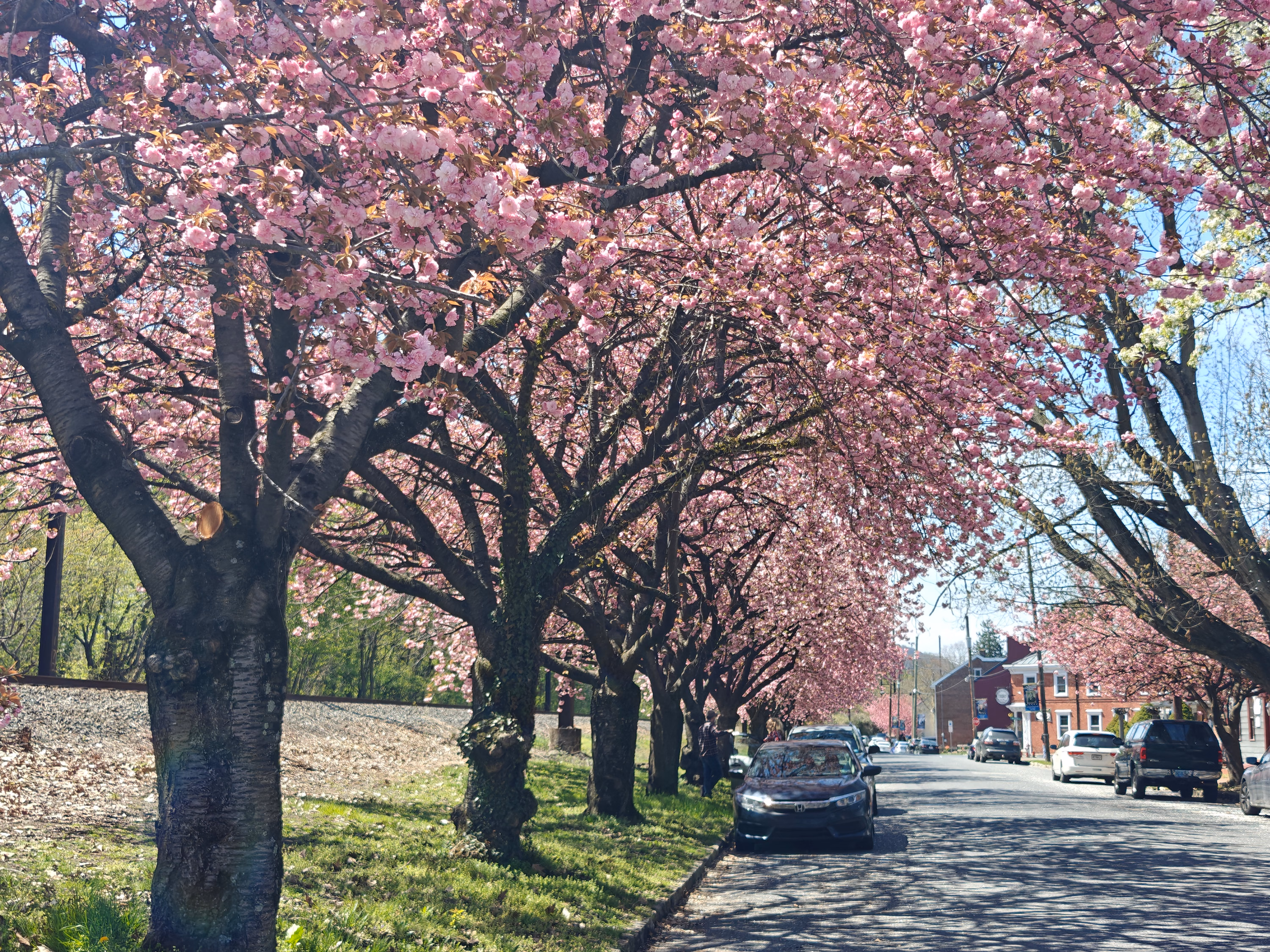 Cherry trees bloom along a Marietta street lined with parked cars, pedestrians, and brick buildings.