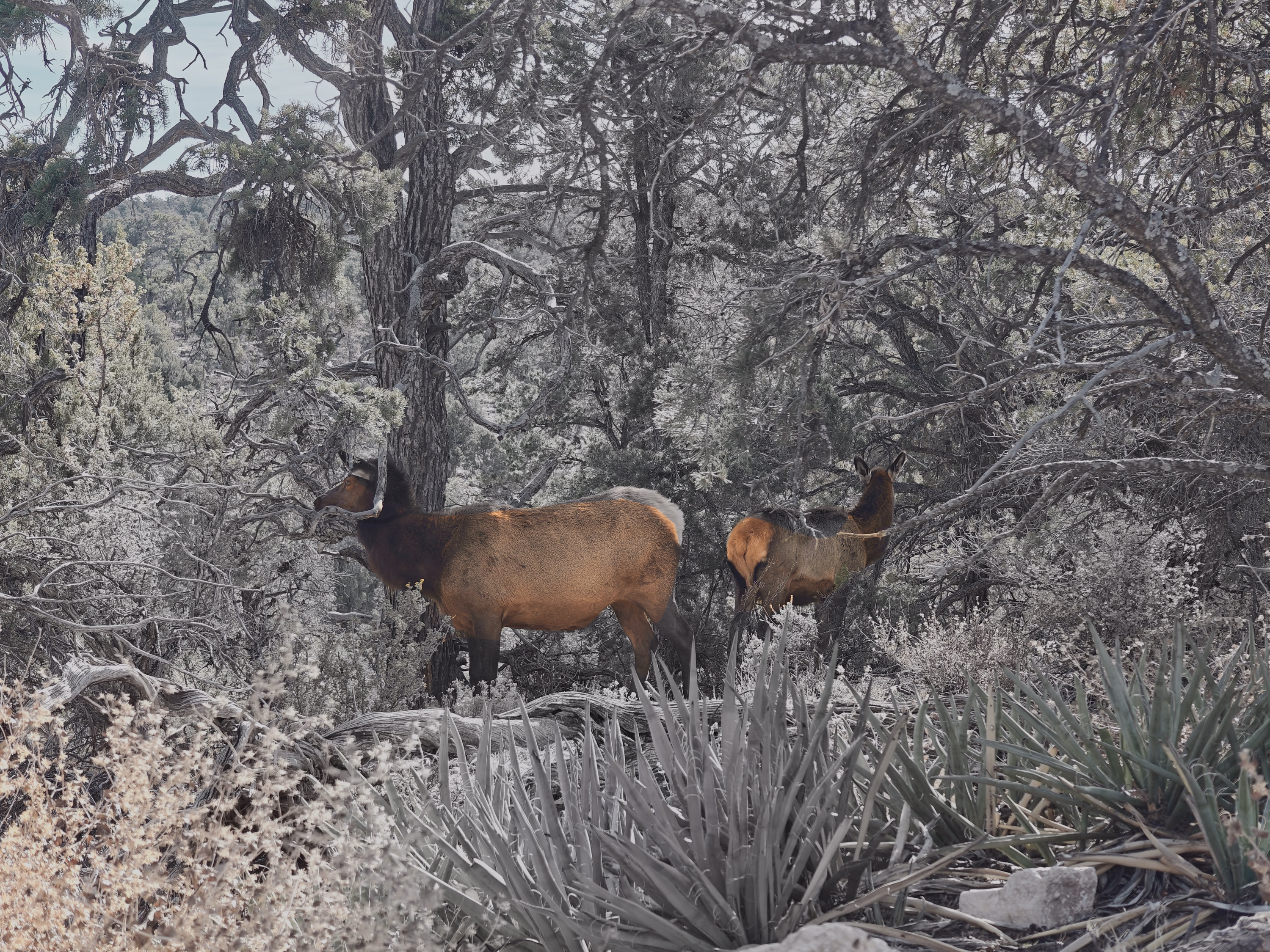 Elk pause among juniper, yucca, and winter brush near the Grand Canyon rim.