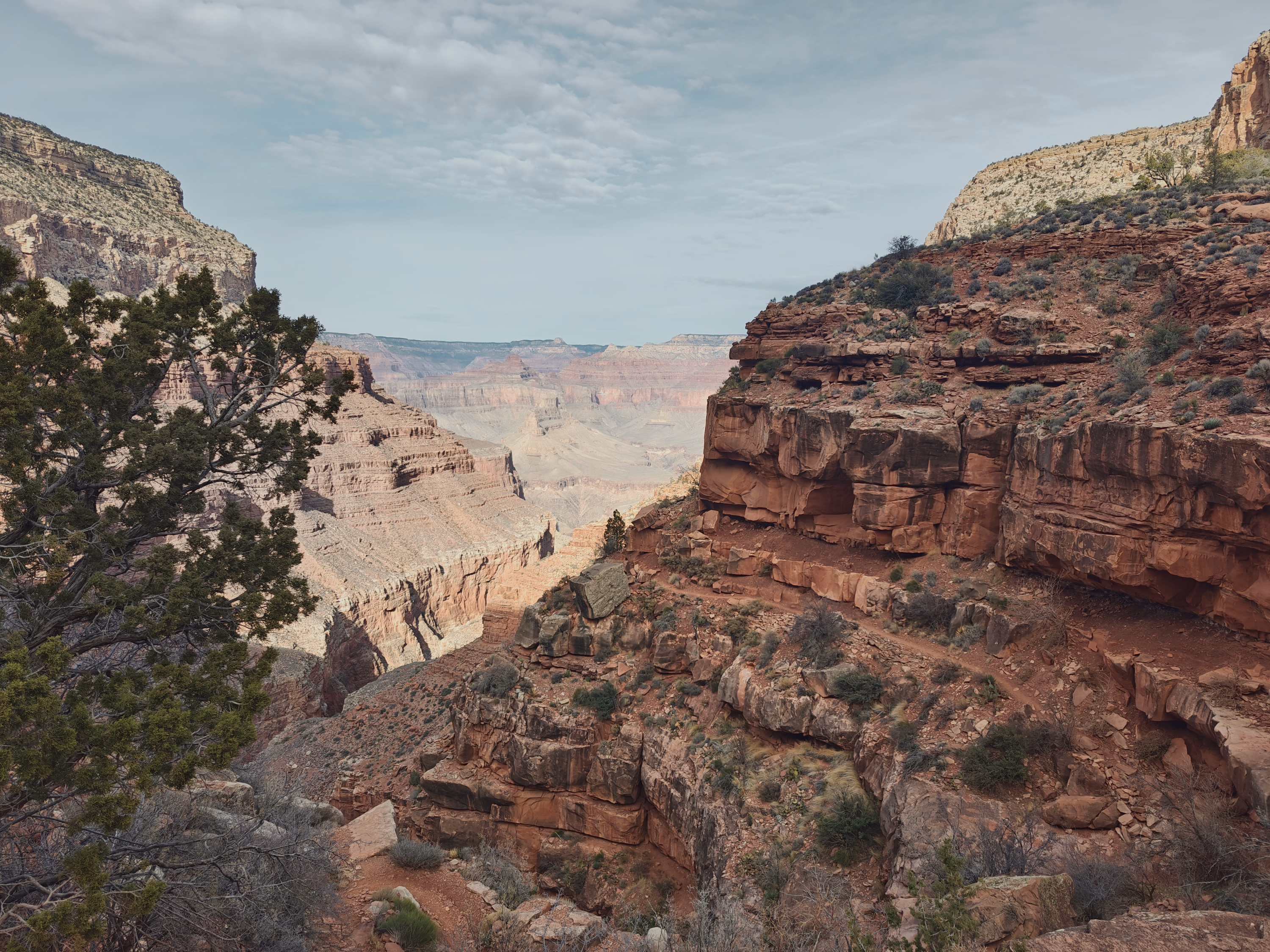 A trail threads between layered red cliffs and a pine toward the open Grand Canyon.