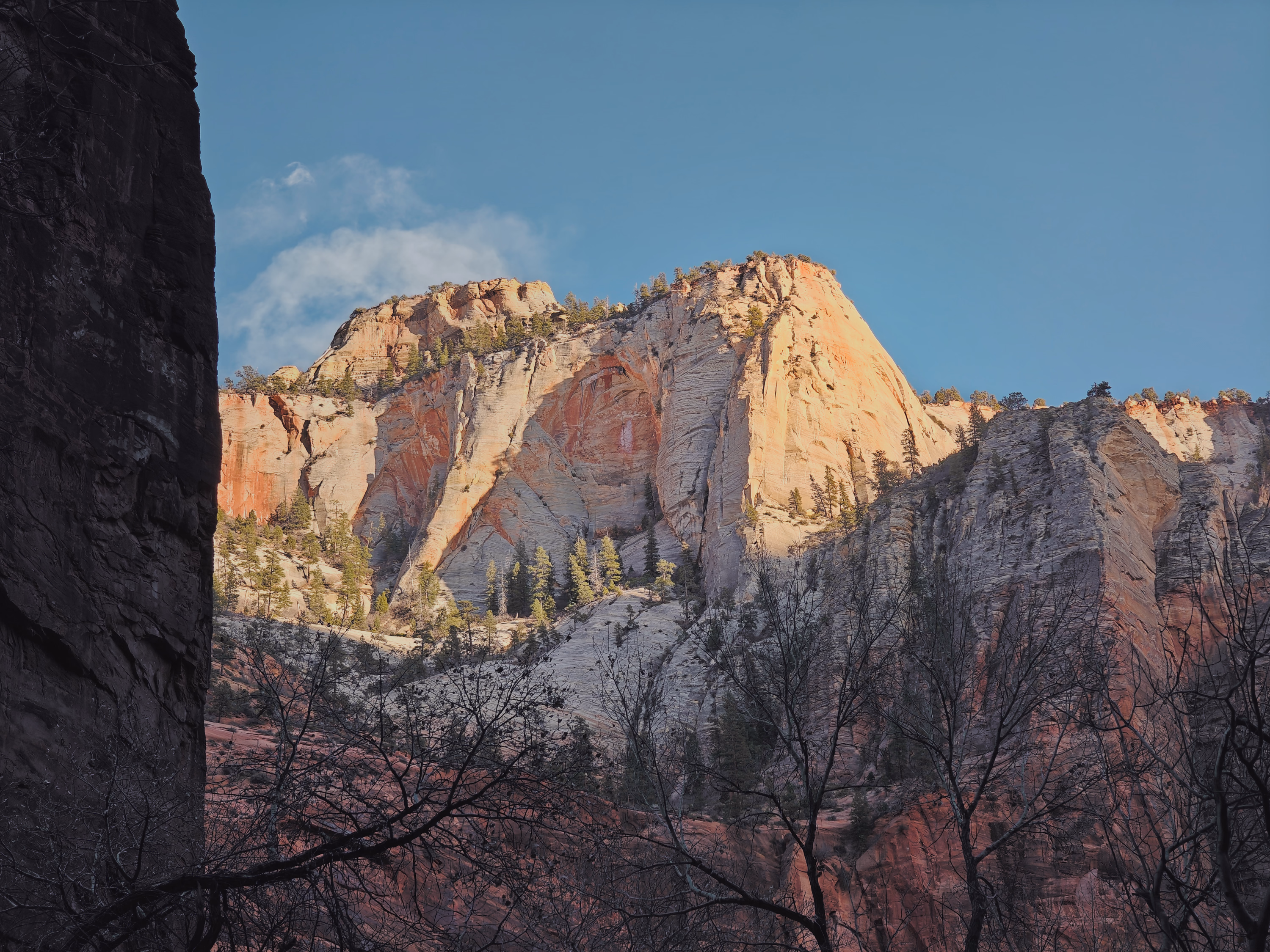 Late sun strikes a pale Zion cliff between a near-black wall and winter trees.