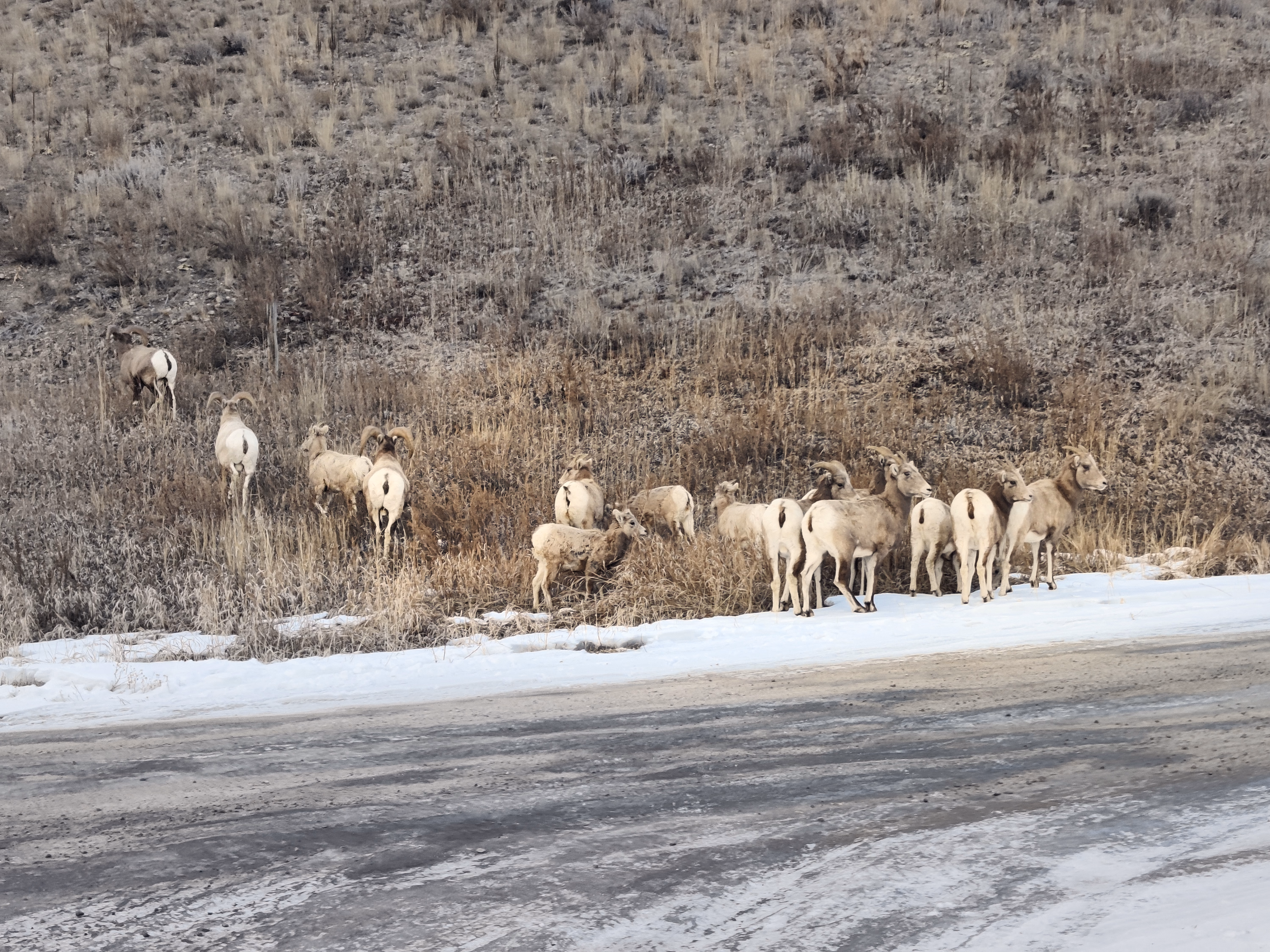 A herd of bighorn sheep gathers along a snowy Wyoming roadside.