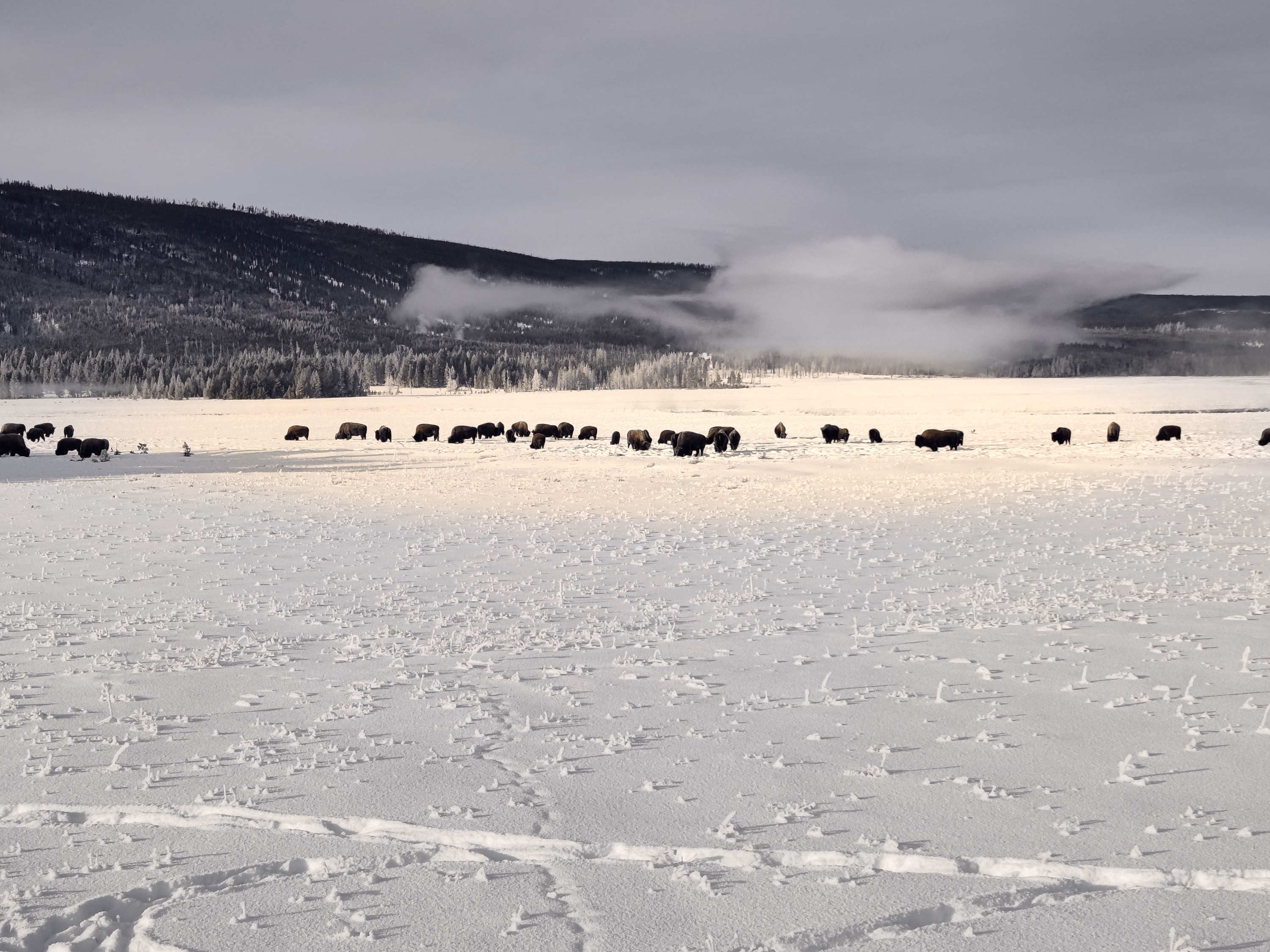 A long herd of bison crosses a white field below distant geothermal steam.