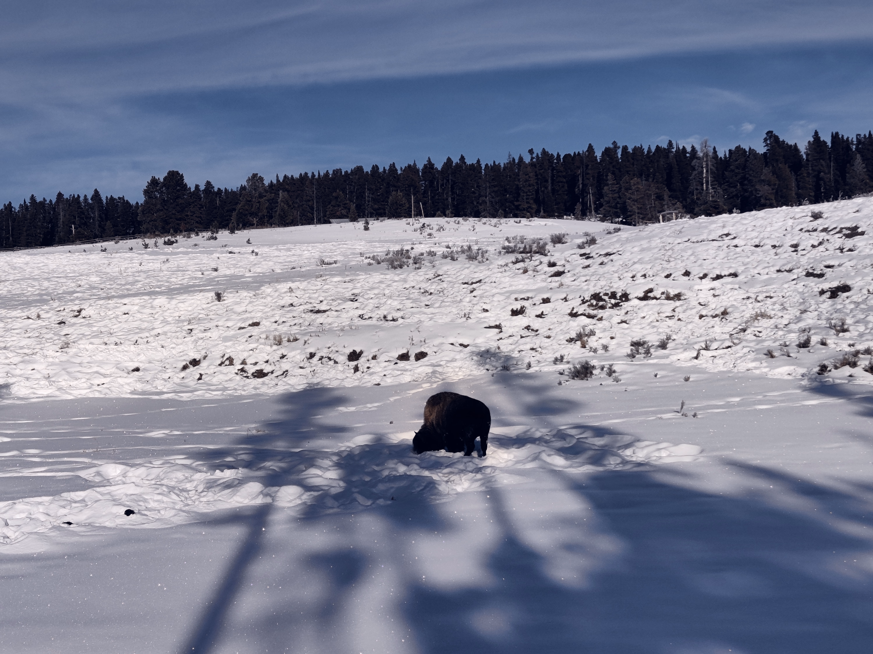 A lone bison grazes in blue tree shadows cast across a snowy meadow.