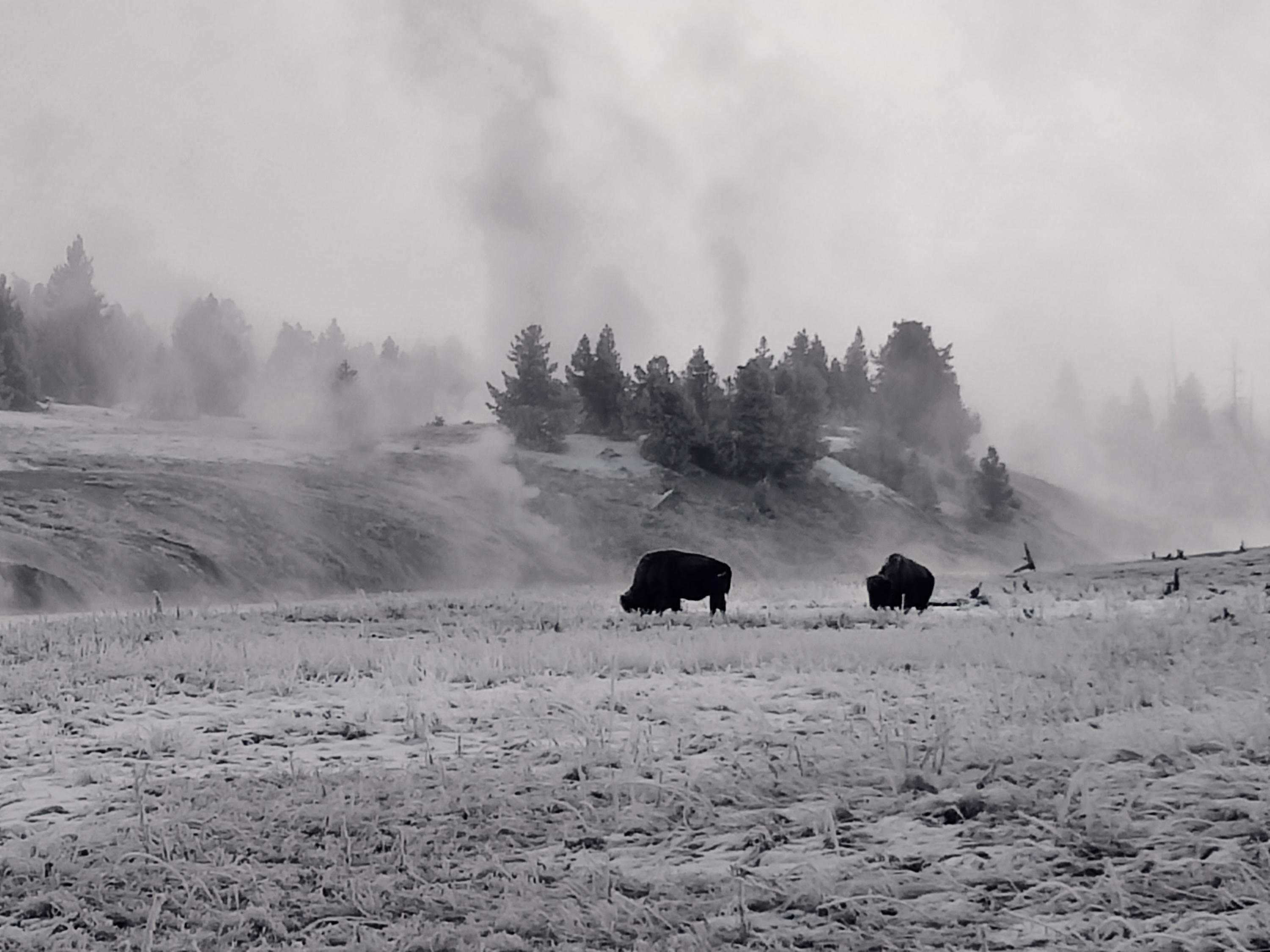 Two bison graze in a pale, steaming winter basin as frosted trees fade into mist.